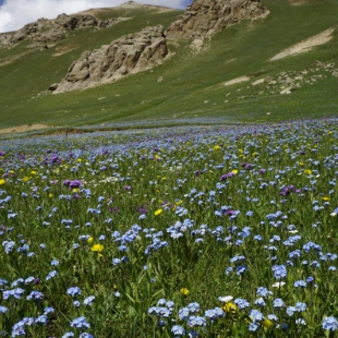 Myosotis asiatica